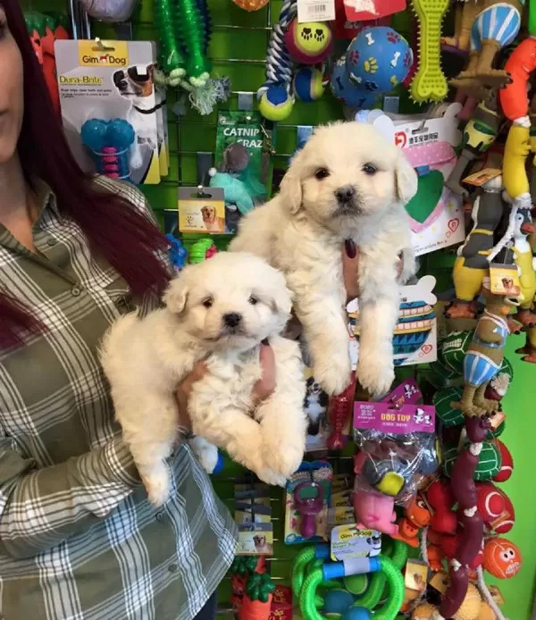 Kar Beyaz Irk Garantili Maltese Terrier Yavruları