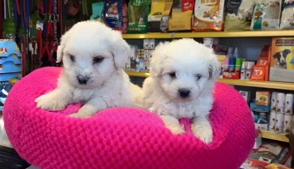 Kar Beyaz Irk Garantili Maltese Terrier Yavruları