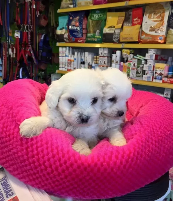 Kar Beyaz Irk Garantili Maltese Terrier Yavruları