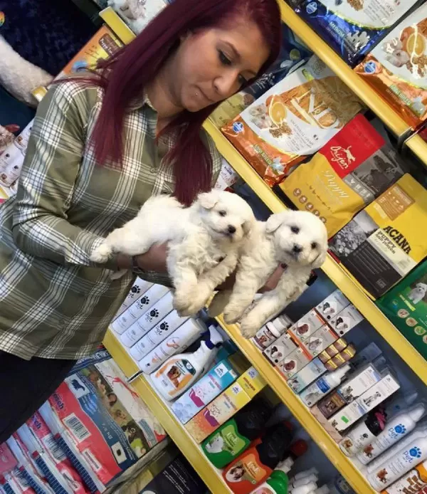 Kar Beyaz Irk Garantili Maltese Terrier Yavruları