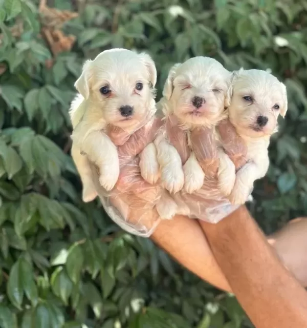Orjinal Irk Ve Sağlık Garantili Maltese Terrier Yavrularım