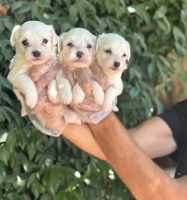 Orjinal Irk Ve Sağlık Garantili Maltese Terrier Yavrularım