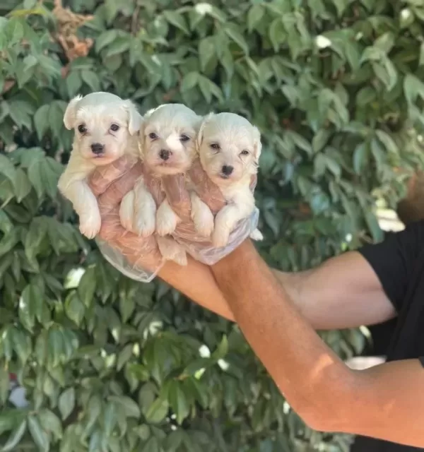Orjinal Irk Ve Sağlık Garantili Maltese Terrier Yavrularım