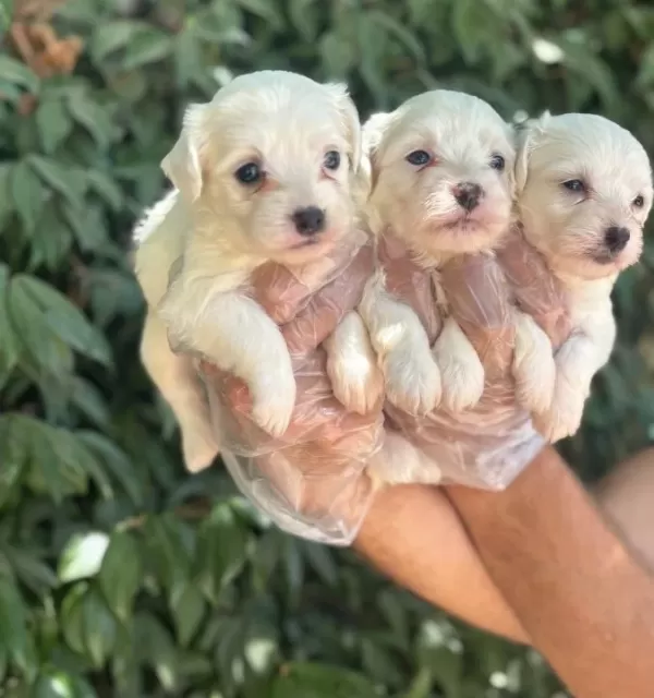 Orjinal Irk Ve Sağlık Garantili Maltese Terrier Yavrularım