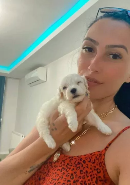 Maltese Yavrularım Sağlık Ve Irk Garantilidir