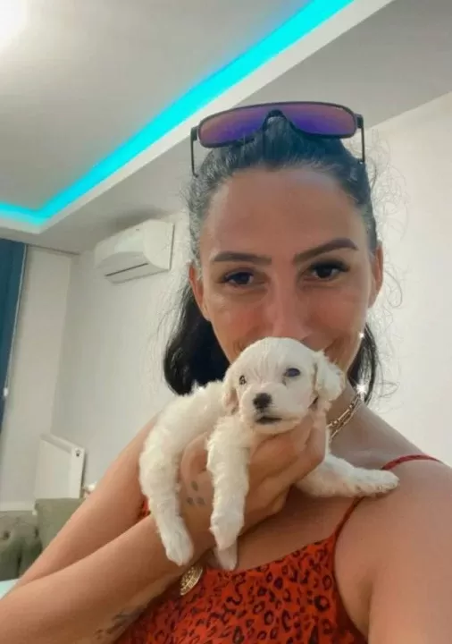 Maltese Yavrularım Sağlık Ve Irk Garantilidir