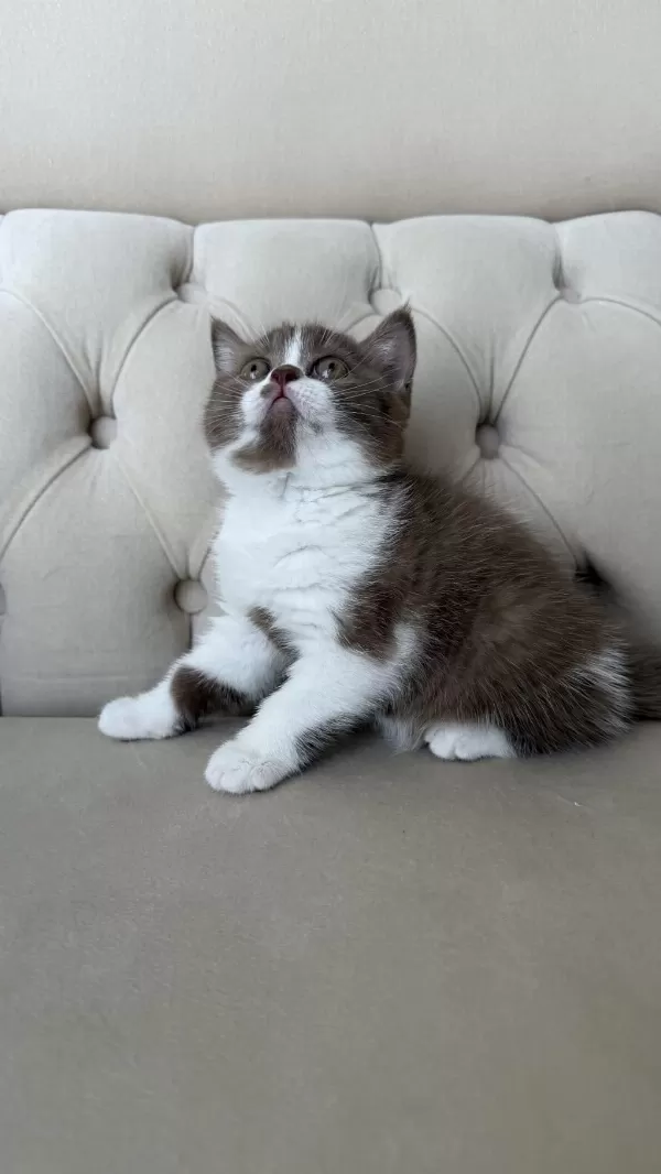 Dişi Cinnamon Bicolor British Shorthair