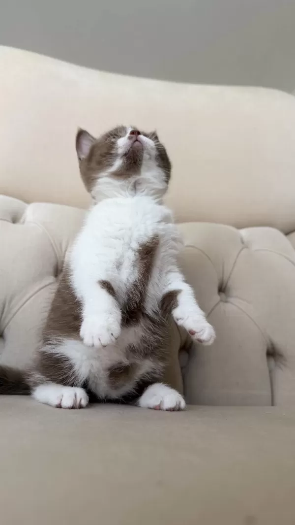 Dişi Cinnamon Bicolor British Shorthair