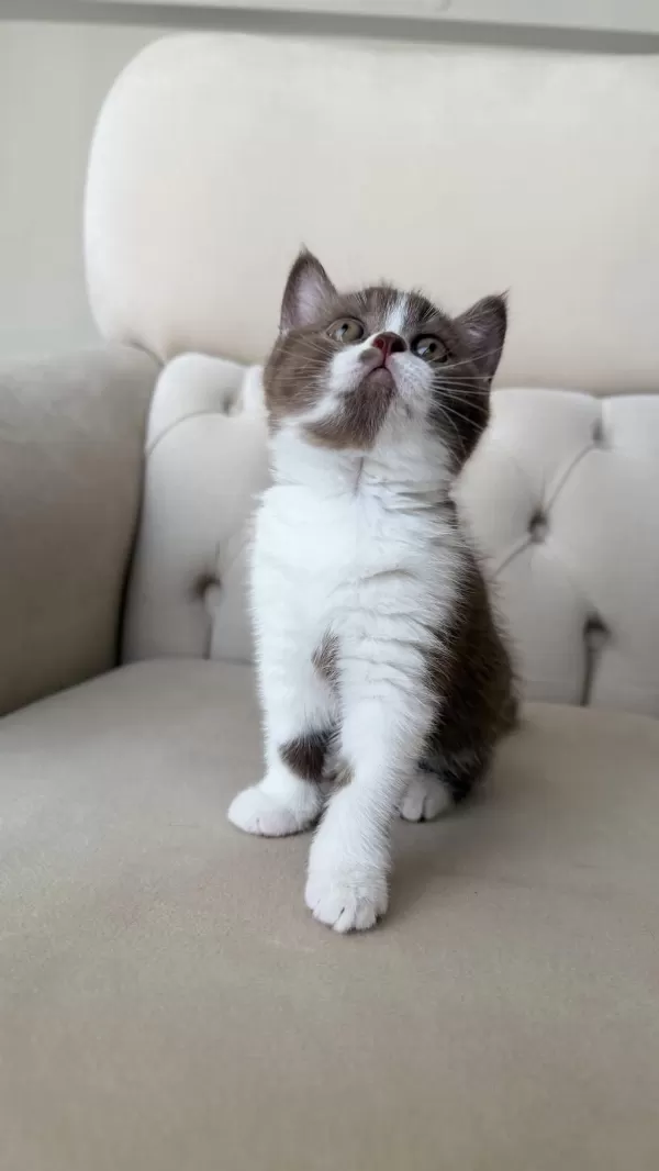 Dişi Cinnamon Bicolor British Shorthair