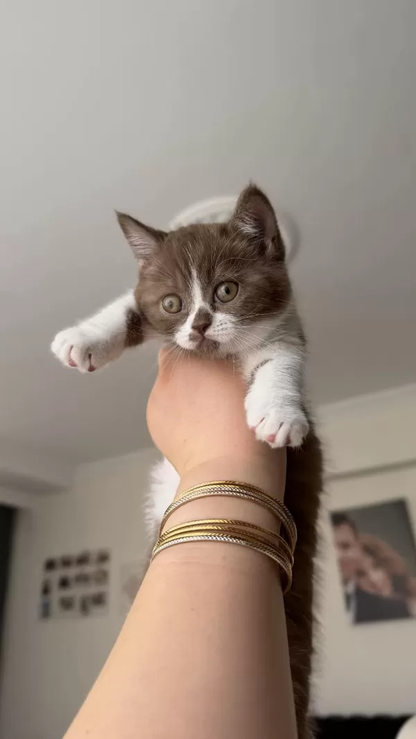 Dişi Cinnamon Bicolor British Shorthair