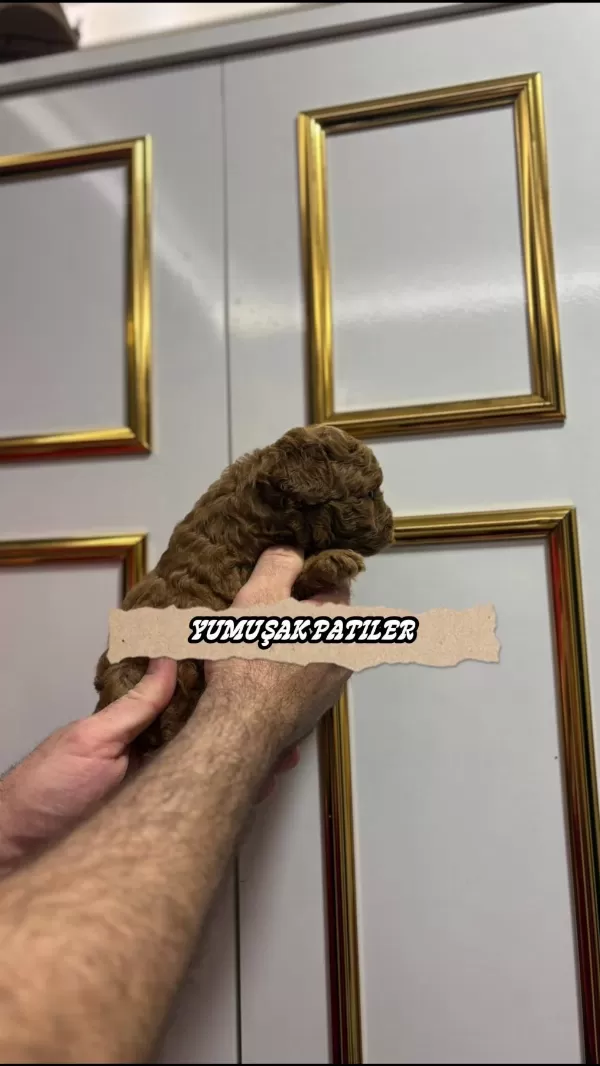 Sevimli İrk Toy Poodle