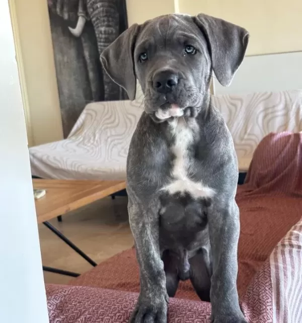 Canecorse