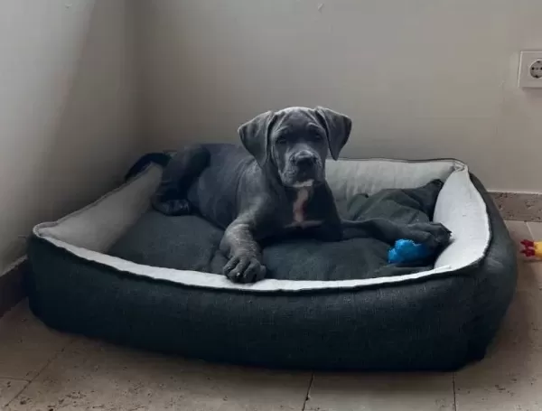 Canecorse