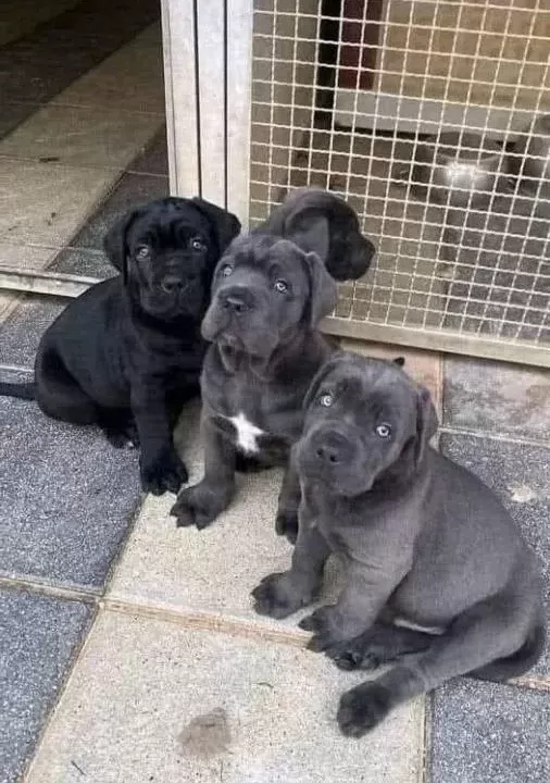 Üst Kali Te Cane Corso