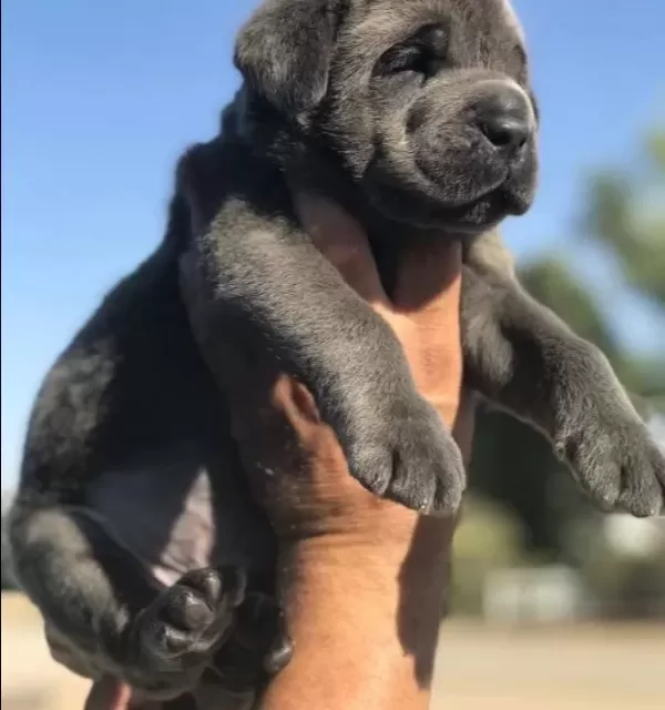 Üst Kali Te Cane Corso