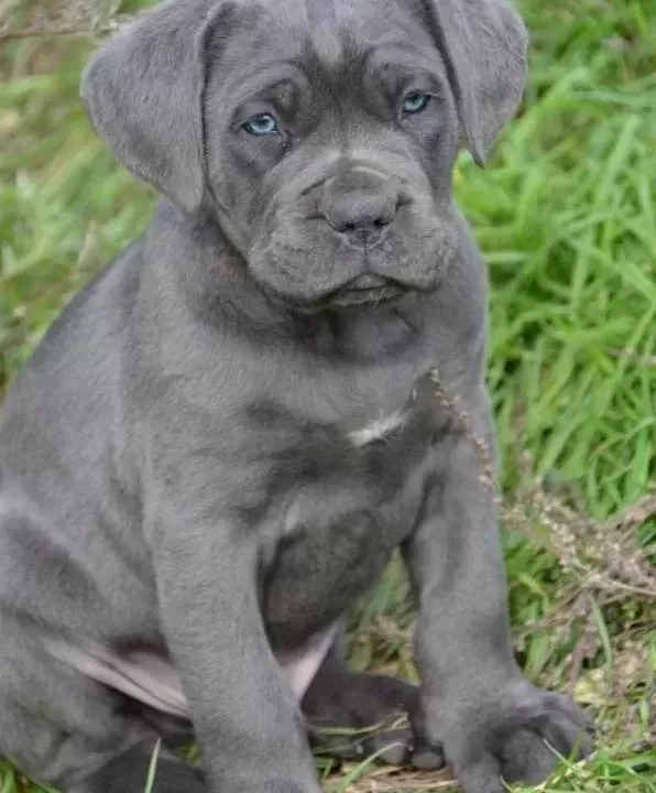 Üst Kali Te Cane Corso