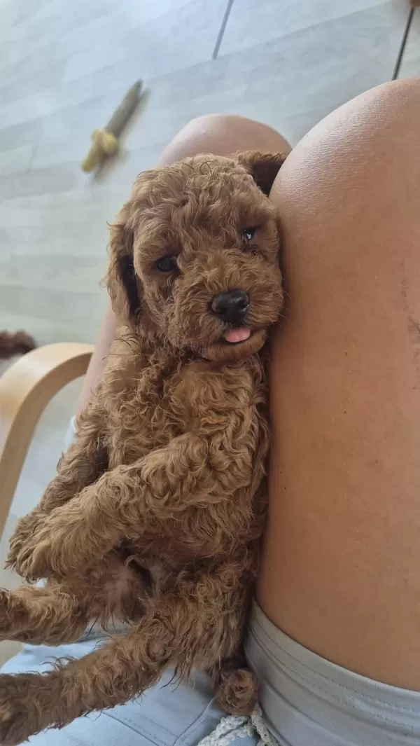 İzmir Güzel Poodle Yavrular