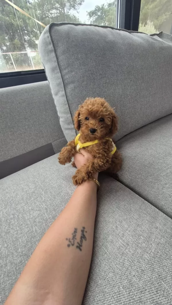 İzmir Güzel Poodle Yavrular