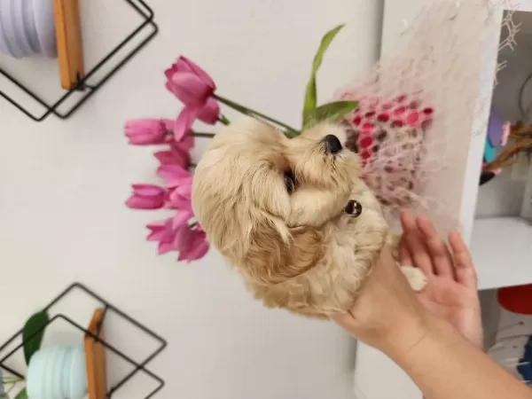 45 Günlük Maltipoo Yavrularımız