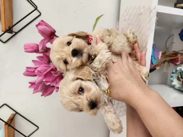 45 Günlük Maltipoo Yavrularımız
