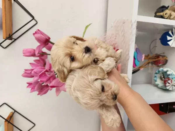 45 Günlük Maltipoo Yavrularımız