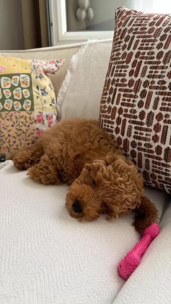 Poodle Yavrumuza Acil Yuva Ariyoruz