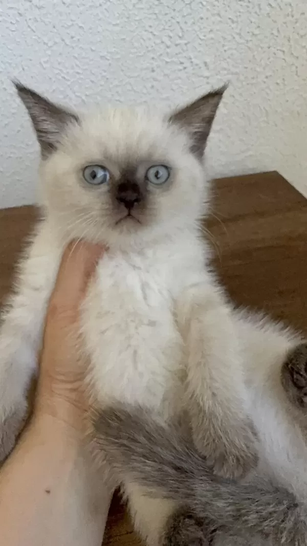 Chocallate Point British Shorthair Yavrumuz