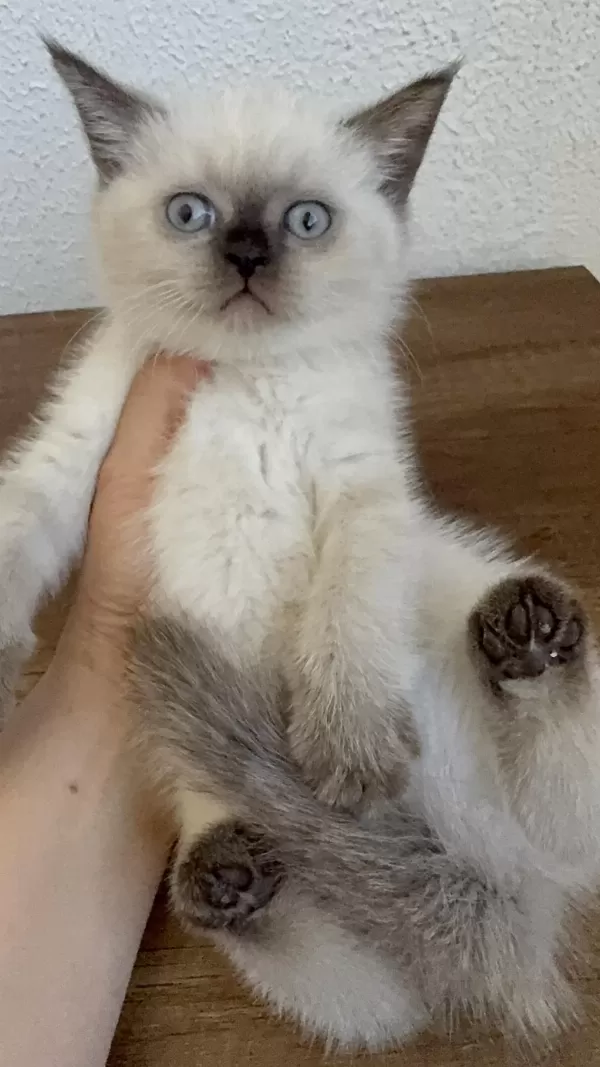Chocallate Point British Shorthair Yavrumuz