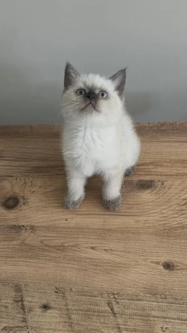 Chocallate Point British Shorthair Yavrumuz