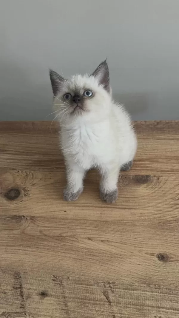 Chocallate Point British Shorthair Yavrumuz