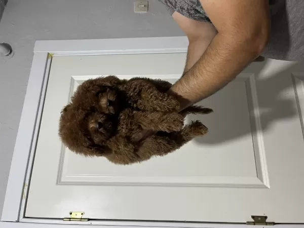Toy Poodle Bebeklerimiz