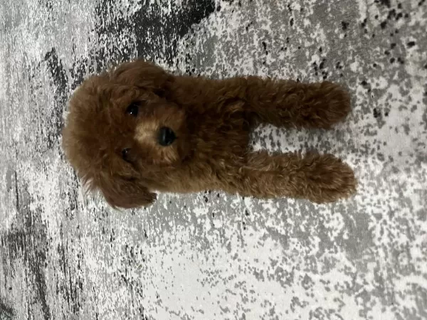 Toy Poodle Bebeklerimiz