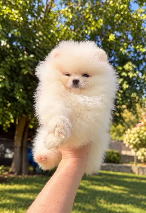 Pomeranian Boo Dişi Erkek Yavrularimiz