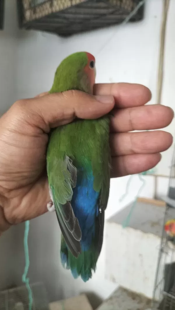 Damızlık Erkek Sevda Papağanı