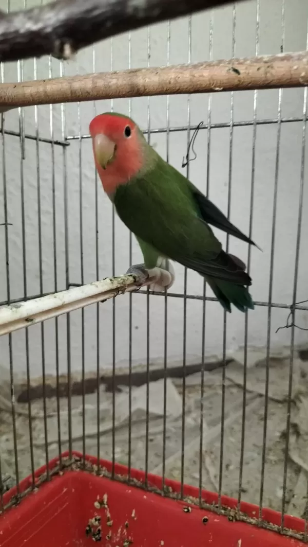 Damızlık Erkek Sevda Papağanı