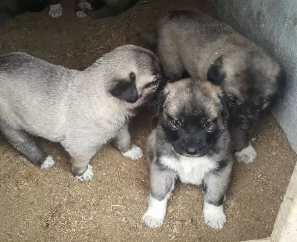 Si Vastan Safkan Yavrularimiz Her Ile Sorunsuz Gönderi M