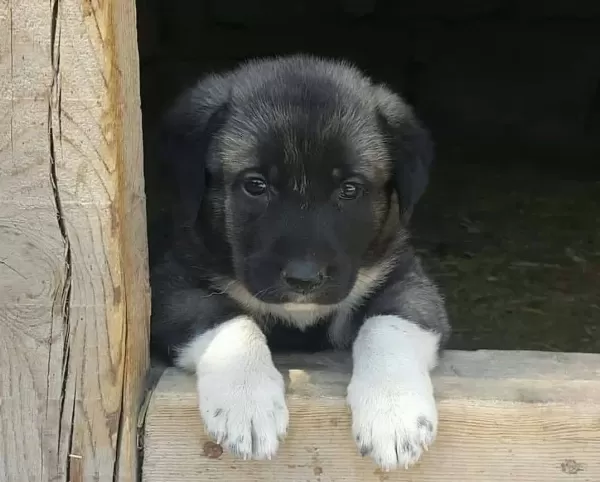 Si Vastan Safkan Yavrularimiz Her Ile Sorunsuz Gönderi M