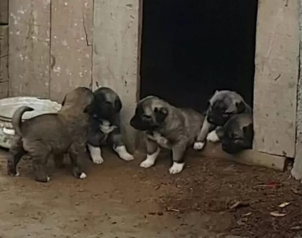 Si Vastan Safkan Yavrularimiz Her Ile Sorunsuz Gönderi M