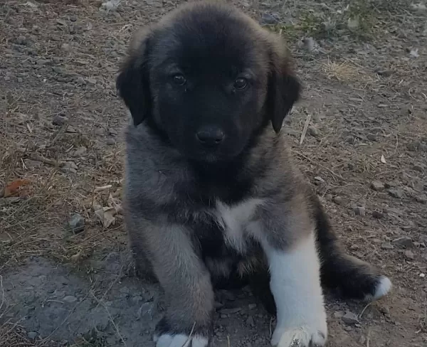 Si Vastan Safkan Yavrularimiz Her Ile Sorunsuz Gönderi M
