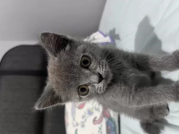5 Aylık British Shorthair Yavru Sevimli Ve Oyuncu