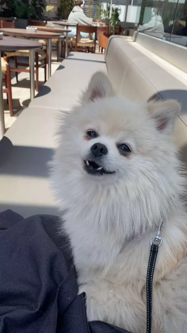 Köpeğimize Yeni Yuva Arıyoruz