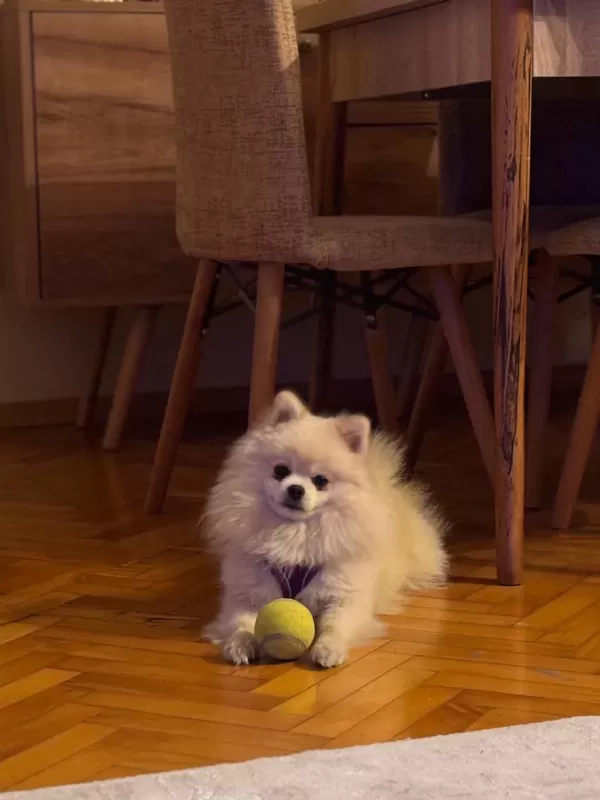 Köpeğimize Yeni Yuva Arıyoruz