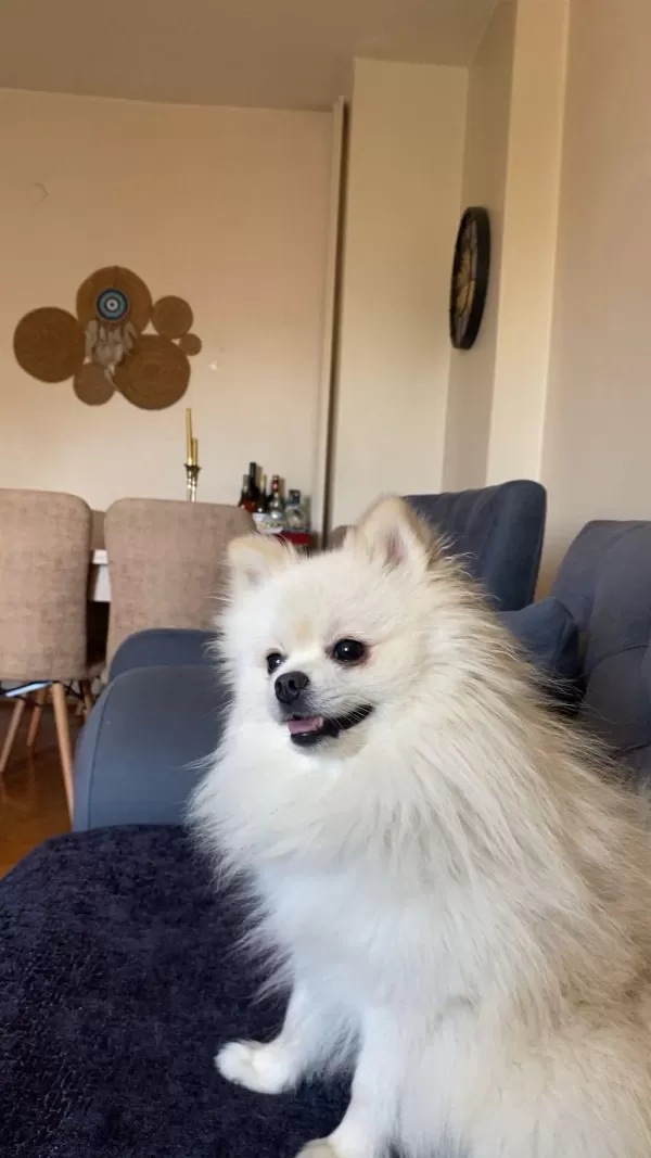Köpeğimize Yeni Yuva Arıyoruz