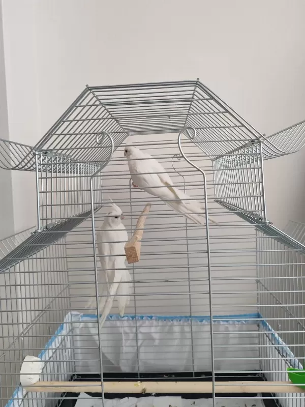 Albino Sultan Papağanı