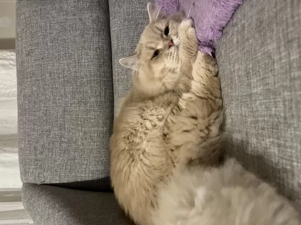Ücretsiz 8 Aylık Erkek Kedimiz