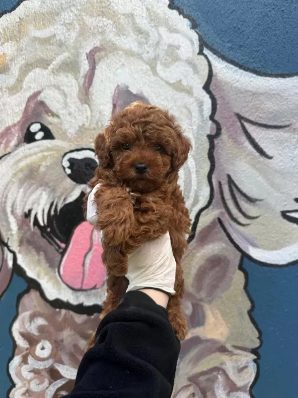Denizlinin En Gözde Toy Poodle Bebekleri
