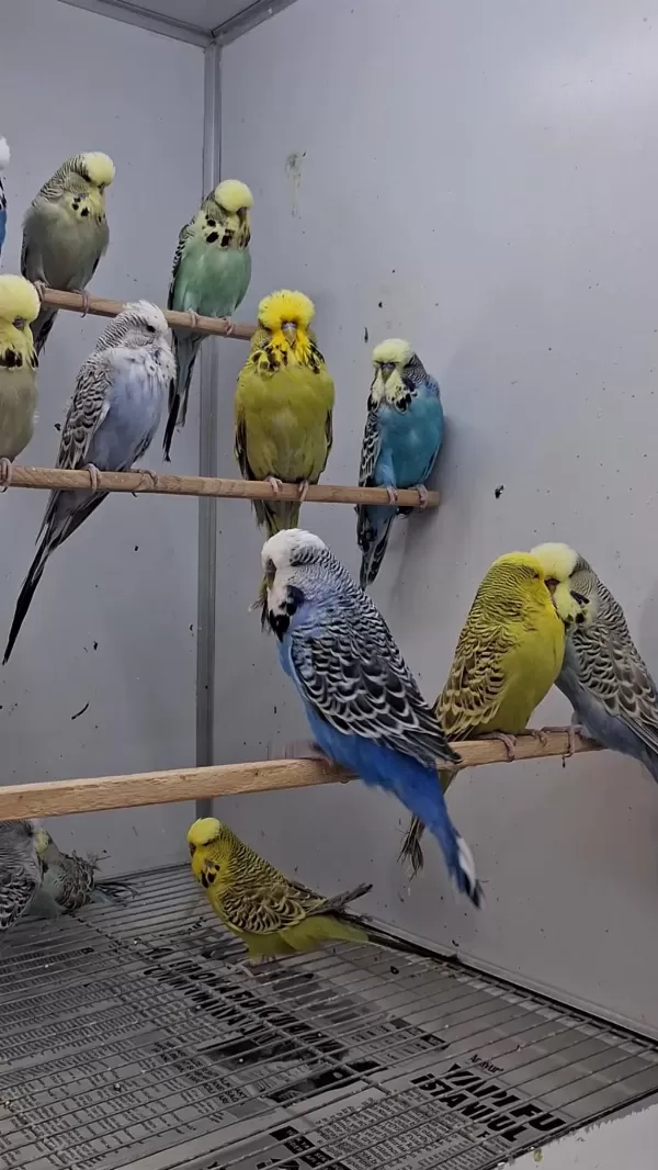 Show Jumbo Muhabbet Kuşları