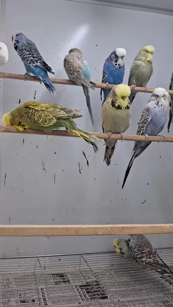 Show Jumbo Muhabbet Kuşları