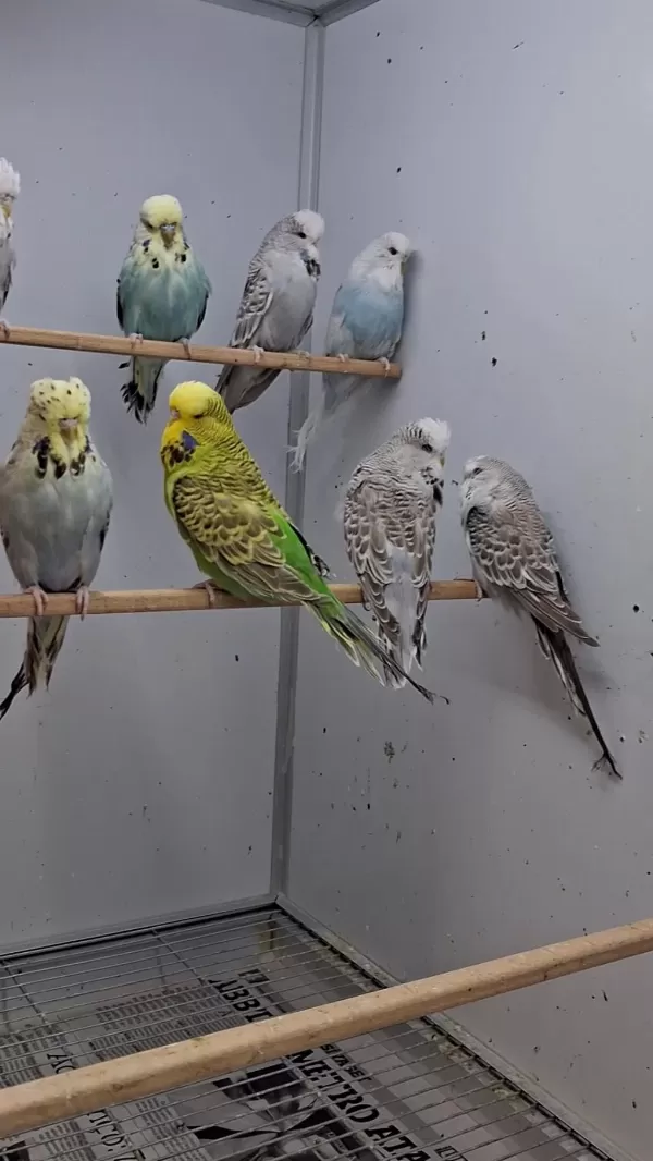 Show Jumbo Muhabbet Kuşları