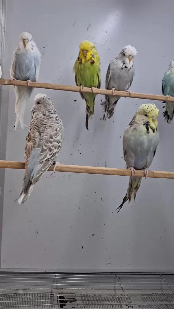 Show Jumbo Muhabbet Kuşları